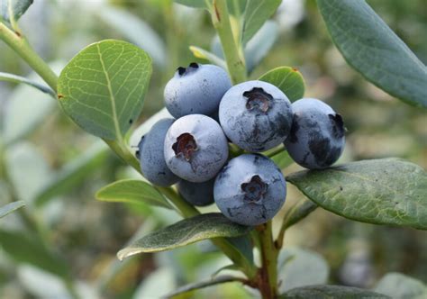 Blueberries near me - Thank you!”. WHERE: 2199 Holly Ridge Road, Jackson, Louisiana 70748. More Info: Online | Facebook |225-603-2935 or leave a message at 225-629-5311. Blue Harvest Farms: Blue Harvest Farms is the largest U-Pick Blueberry Farm in St. Tammany parish, located on the Covington/Bush border (Waldheim).